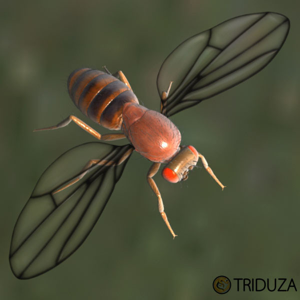drosophila melanogaster fruit fly obj - Drosophila melanogaster (Fruit Fly) by triduza